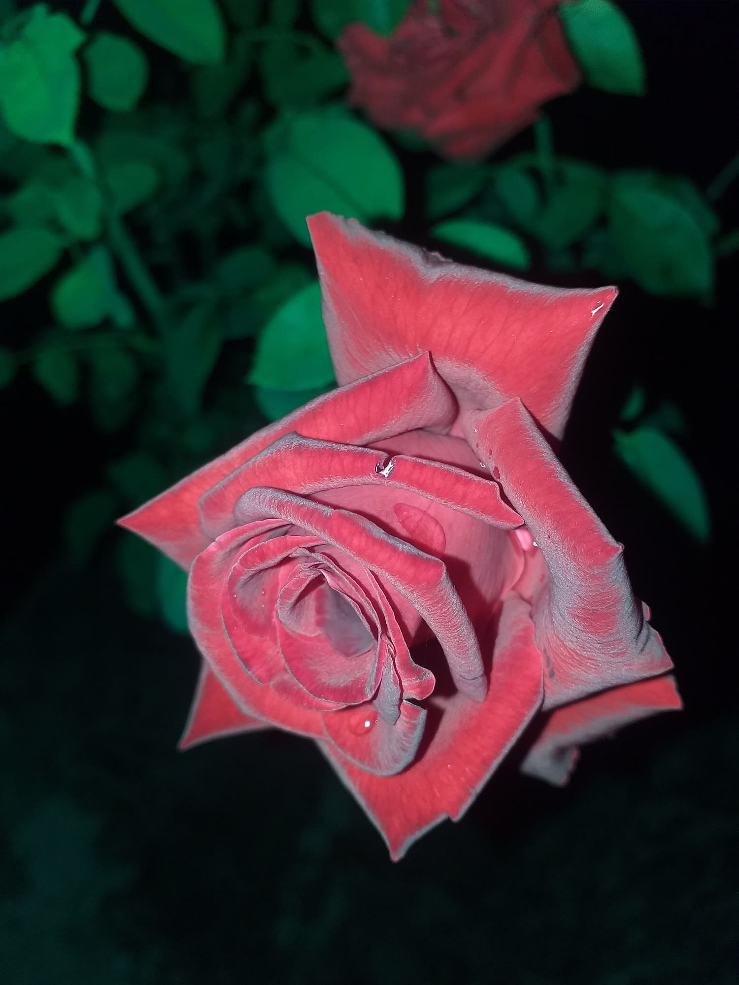 Imagen del botón de una rosa roja, mejor llamada como príncipe negro