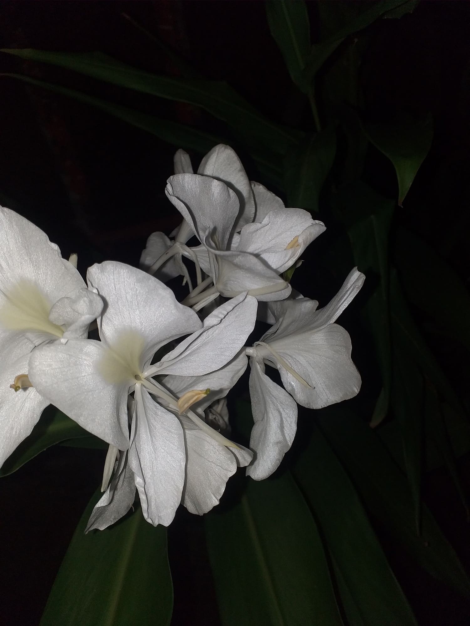 Imagen de un ramo de mariposas blancas, la flor nacional de Cuba