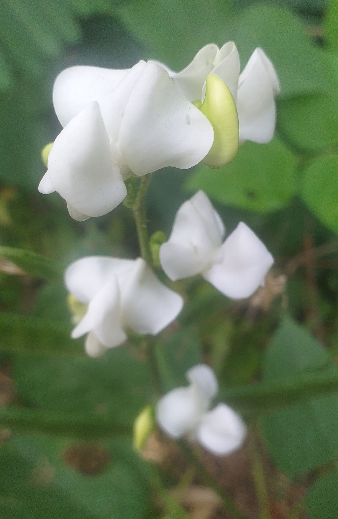 Imagen de un ramo de flores silvestres blancas