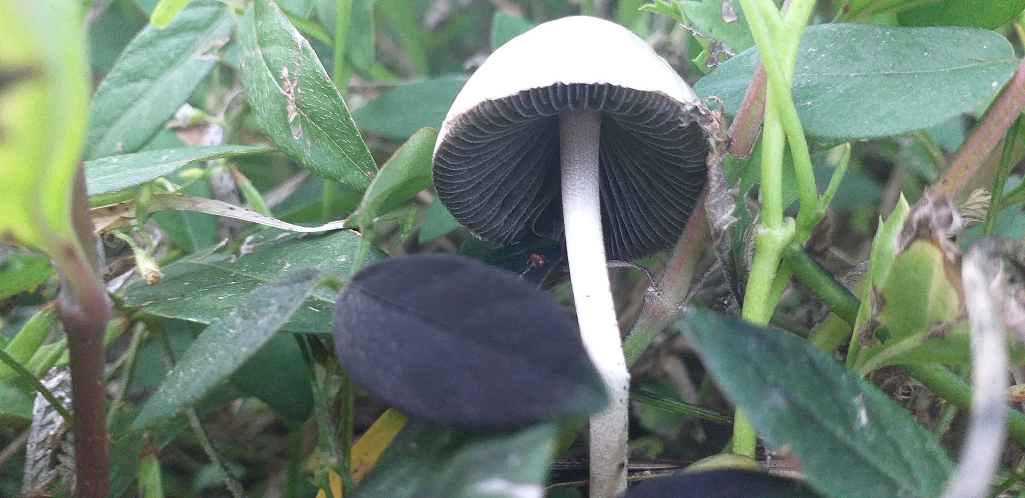 Imagen de un hongo de tierra con el interior negro