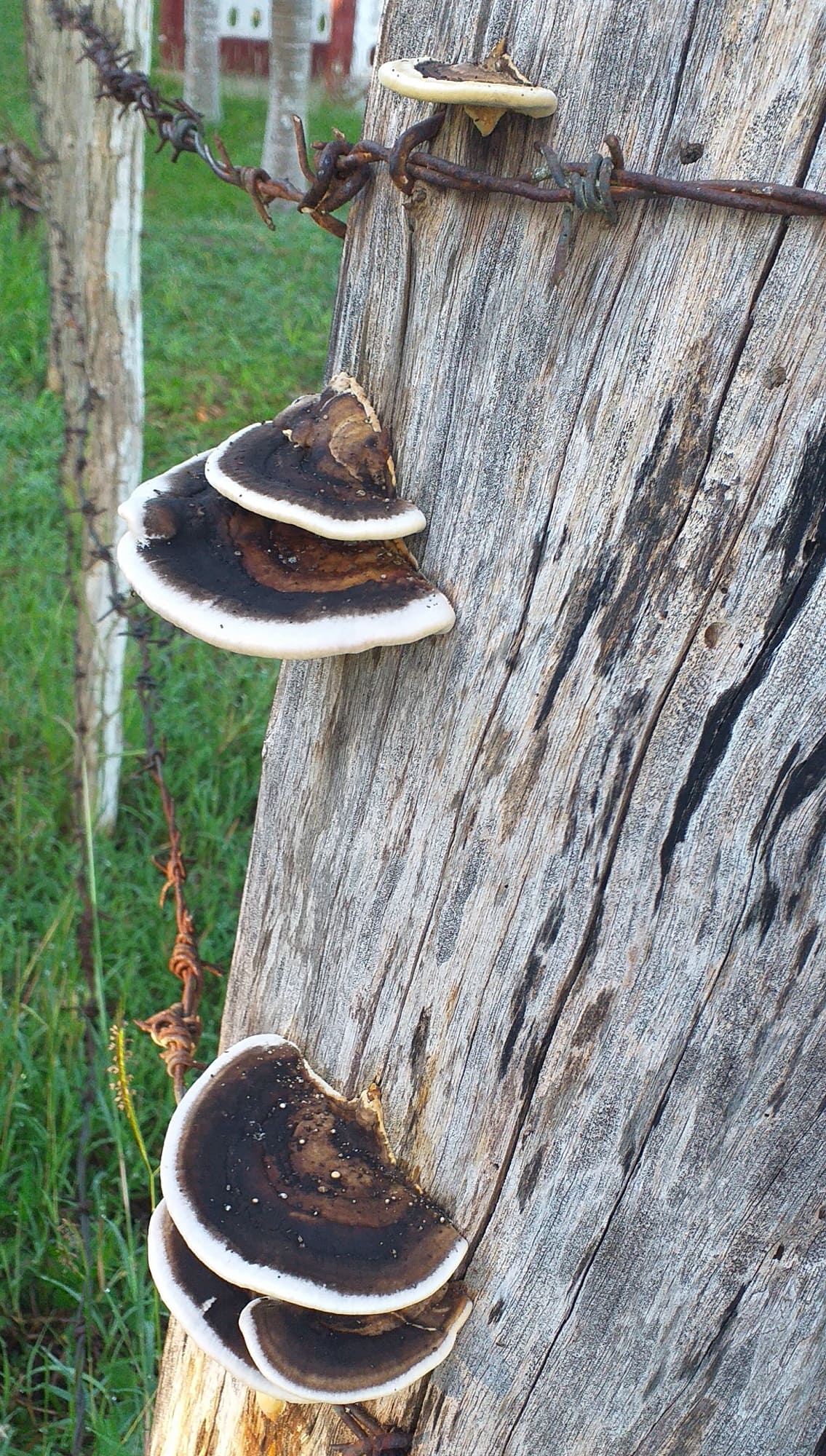 Imagen de hongos que crecen en madera cortada