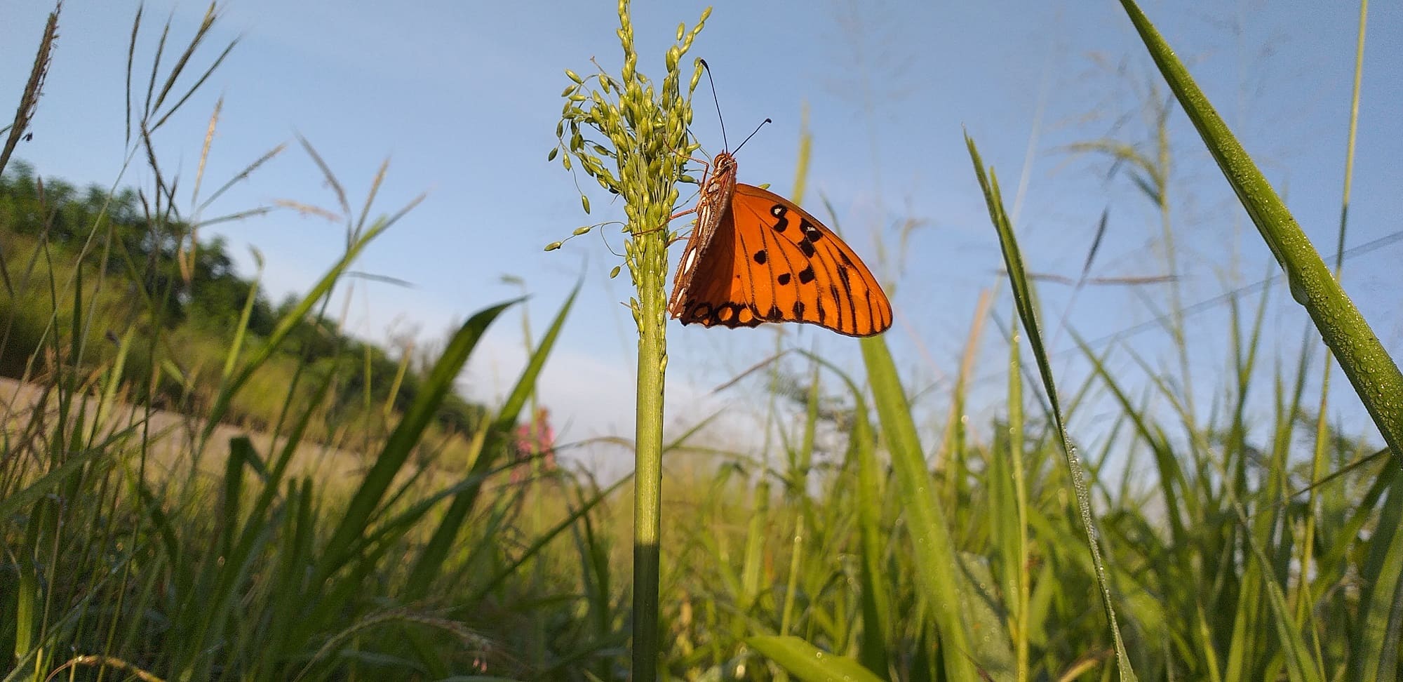 Imagen de una mariposa