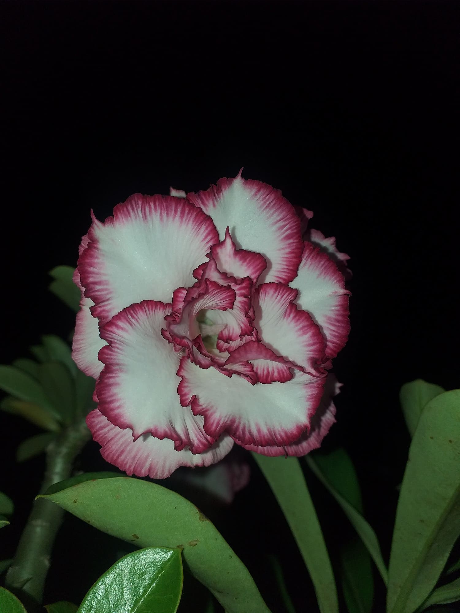 Imagen de la flor del adenium, también llamado flor del desierto