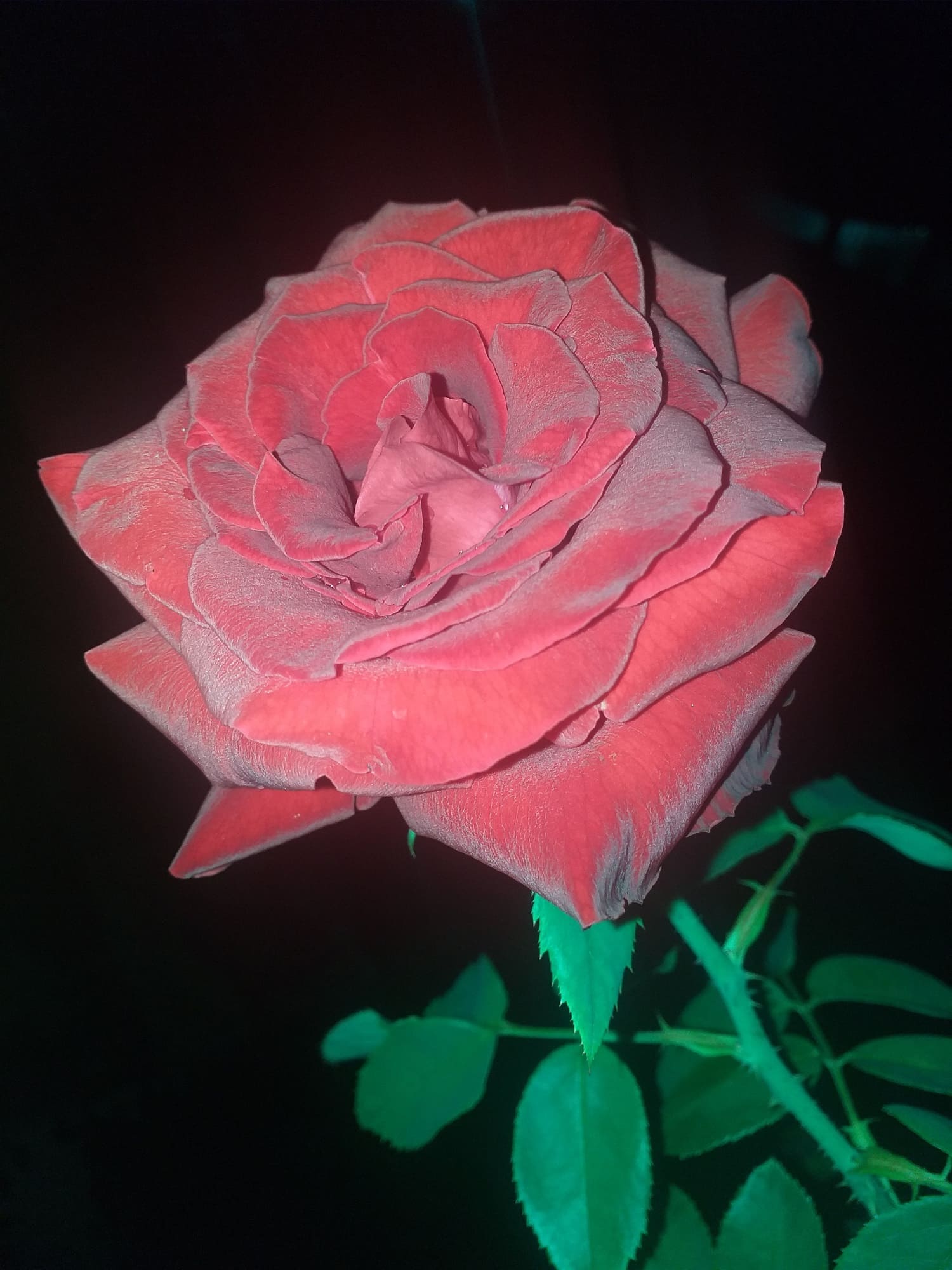 Imagen de una rosa roja, mejor llamada príncipe negro